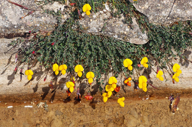 Lotus corniculatus subsp. alpinus / Ginestrino alpino